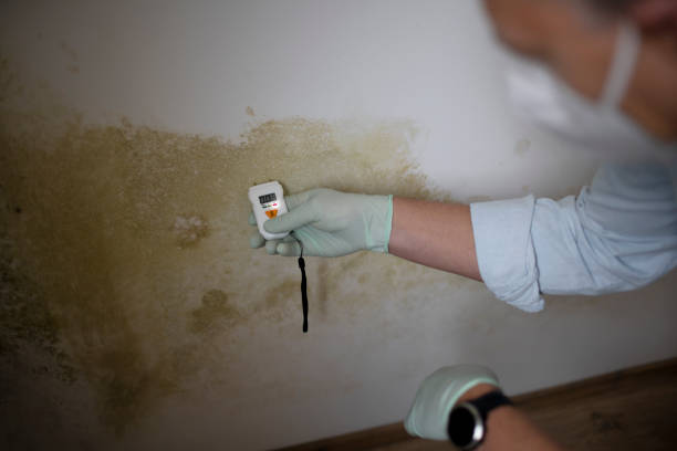 Best Commercial Mold Remediation in Springfield, KY